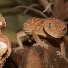 australischer Knopfschwanzgecko