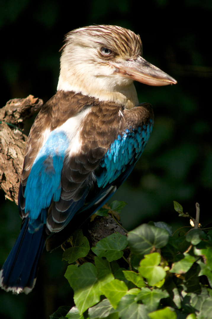 Australischer Kookaburra