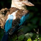 Australischer Kookaburra