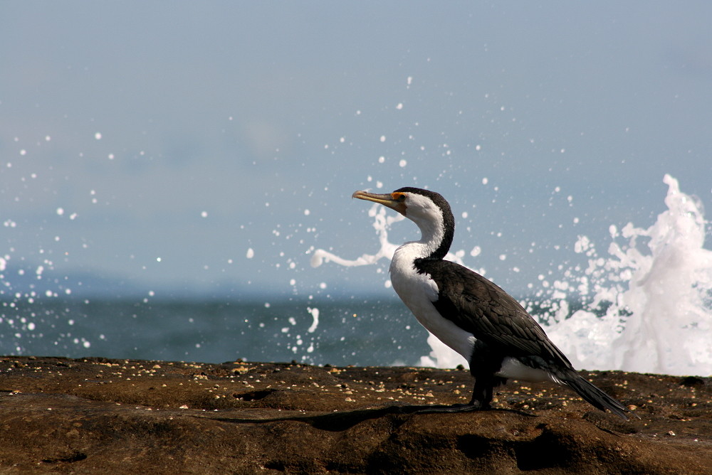 australischer kormoran