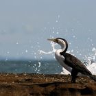 australischer kormoran