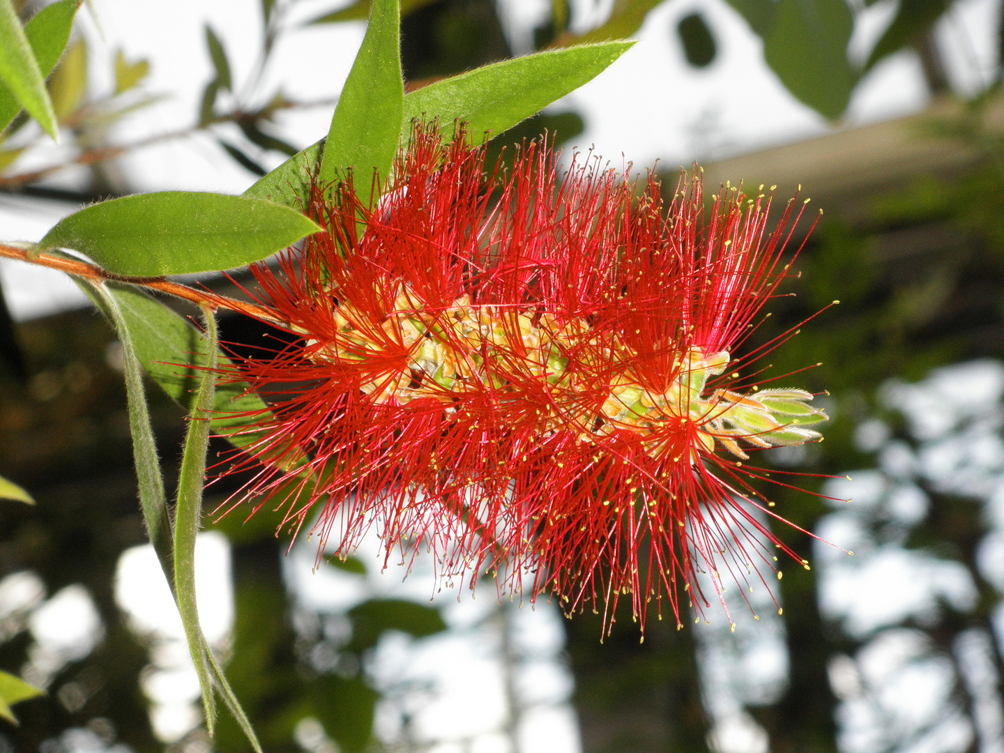 Australischer Lampenputzer / Callistemon citrinus