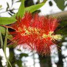 Australischer Lampenputzer / Callistemon citrinus