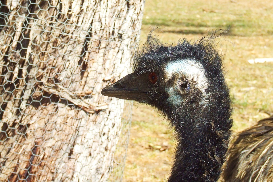 Australischer Laufvogel mit 3 Buchstaben?