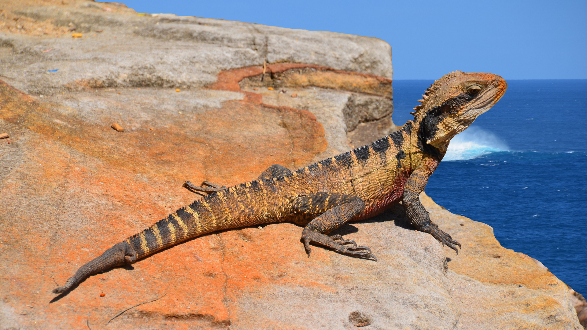 Australischer Leguan geniesst die Aussicht...