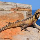 Australischer Leguan geniesst die Aussicht...