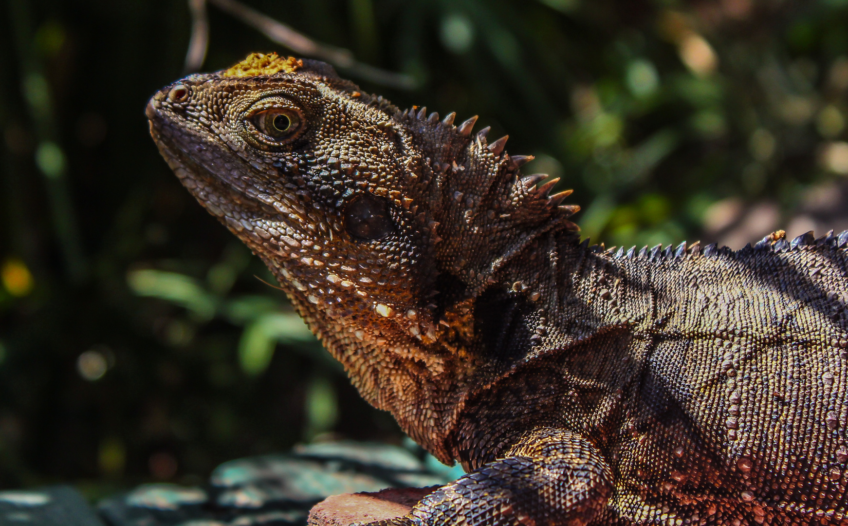 Australischer Lizard