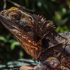 Australischer Lizard