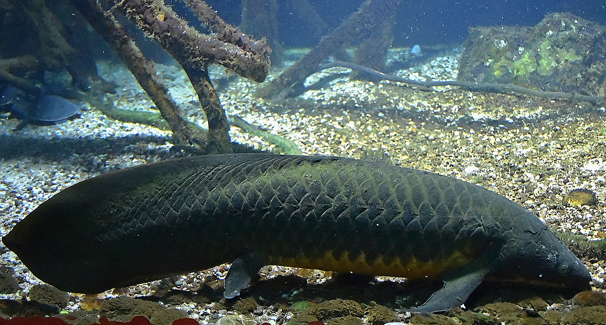 Australischer Lungenfisch (Neoceratodus forsteri) 