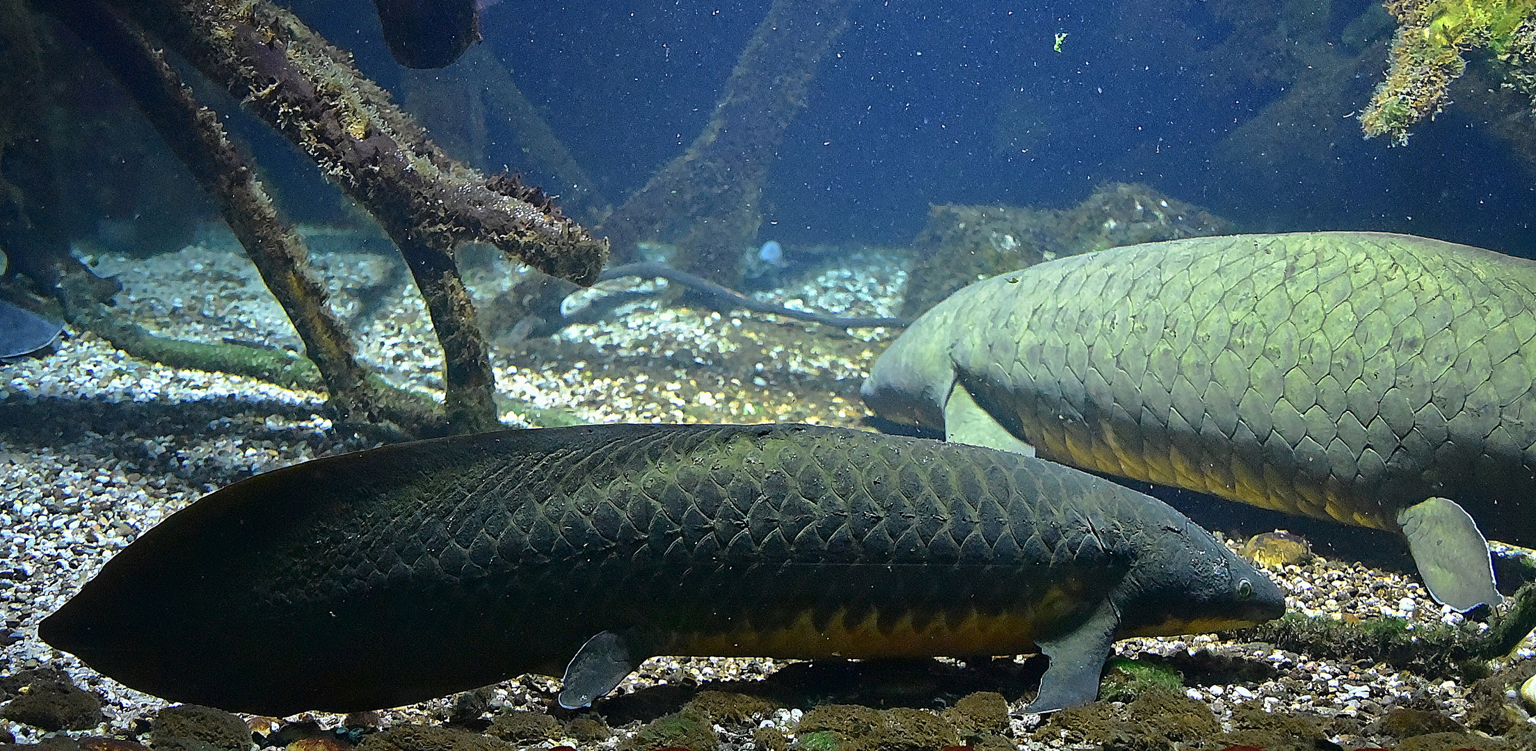 Australischer Lungenfisch (Neoceratodus forsteri)