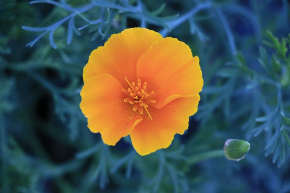 Australischer Mohn (Goldmohn)