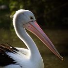 Australischer Pelikan 2