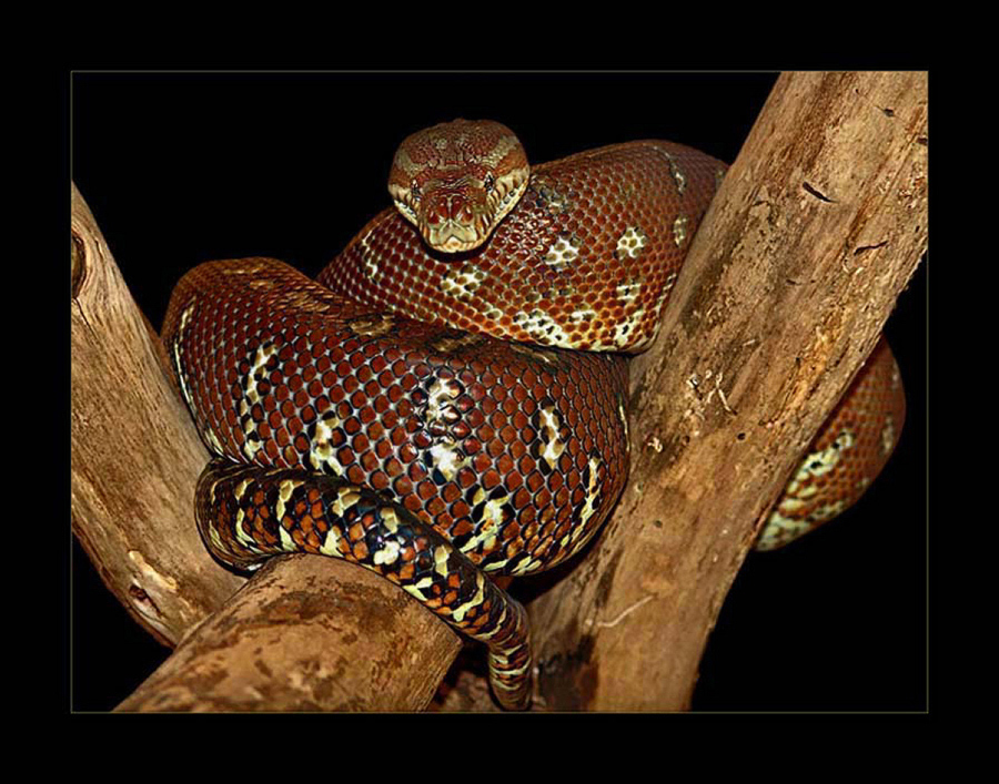 Australischer Python