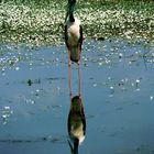 australischer Riesenstorch