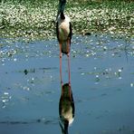 australischer Riesenstorch