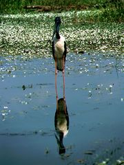 australischer Riesenstorch