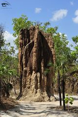 Australischer Riesentermitenhügel