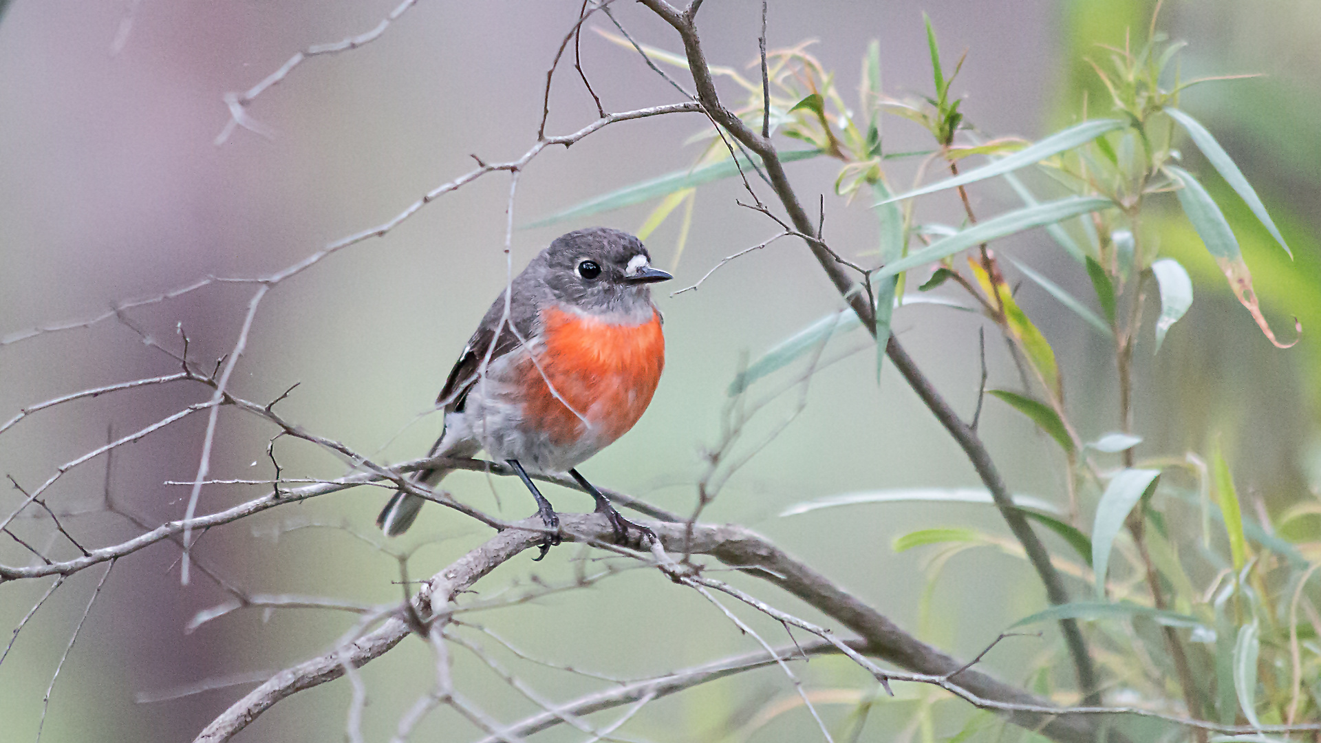 australischer Robin