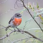 australischer Robin