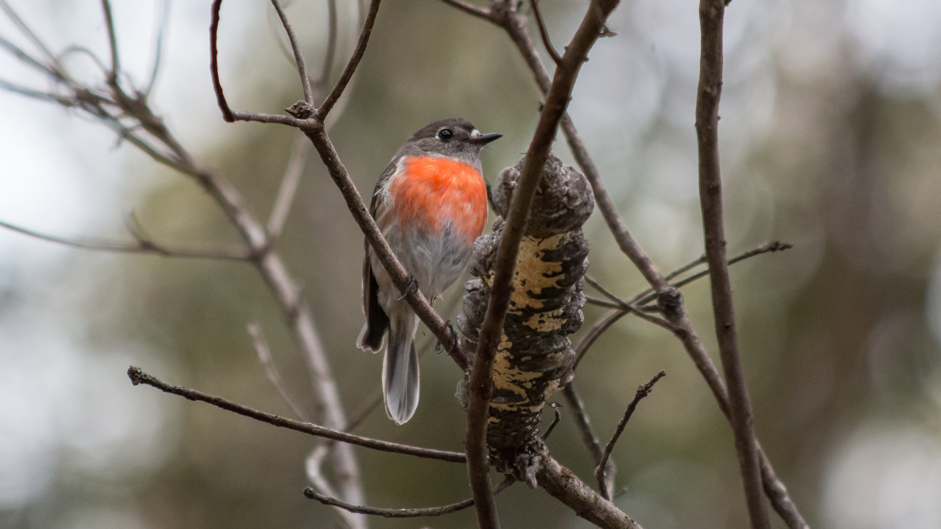 australischer Robin