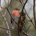 australischer Robin