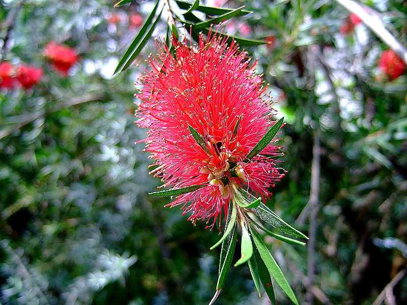 australischer Rosmarin !