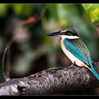 Australischer Sacred Kingfisher