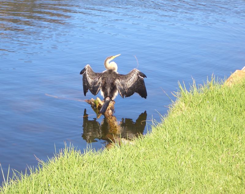 Australischer Schlangenhalsvogel