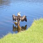 Australischer Schlangenhalsvogel