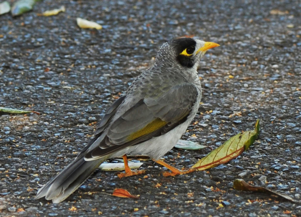 Australischer Singvogel