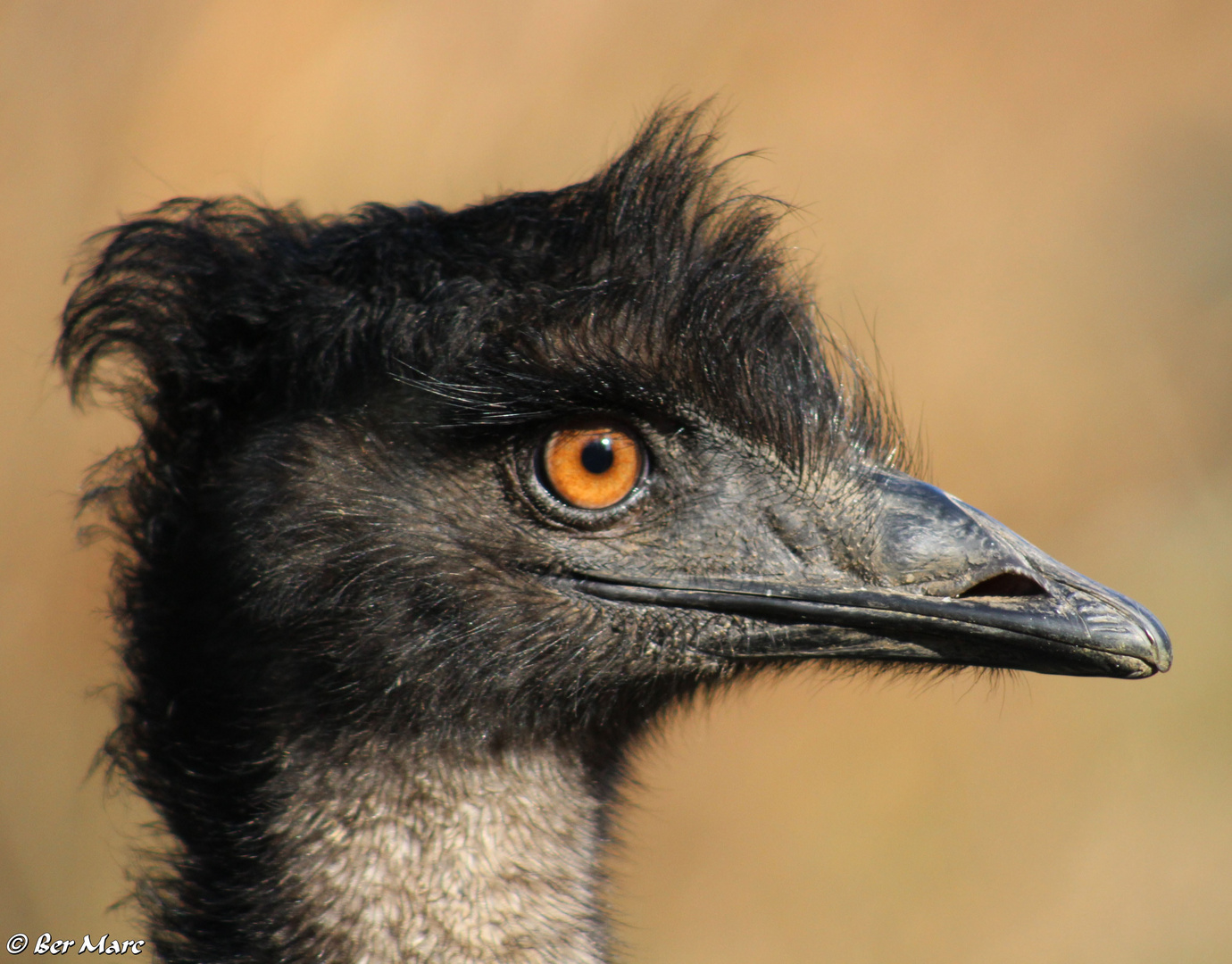 Australischer Strauss Mit 3 Buchstaben Richtig Emu Foto Bild Natur Zoo Tiere Bilder Auf Fotocommunity