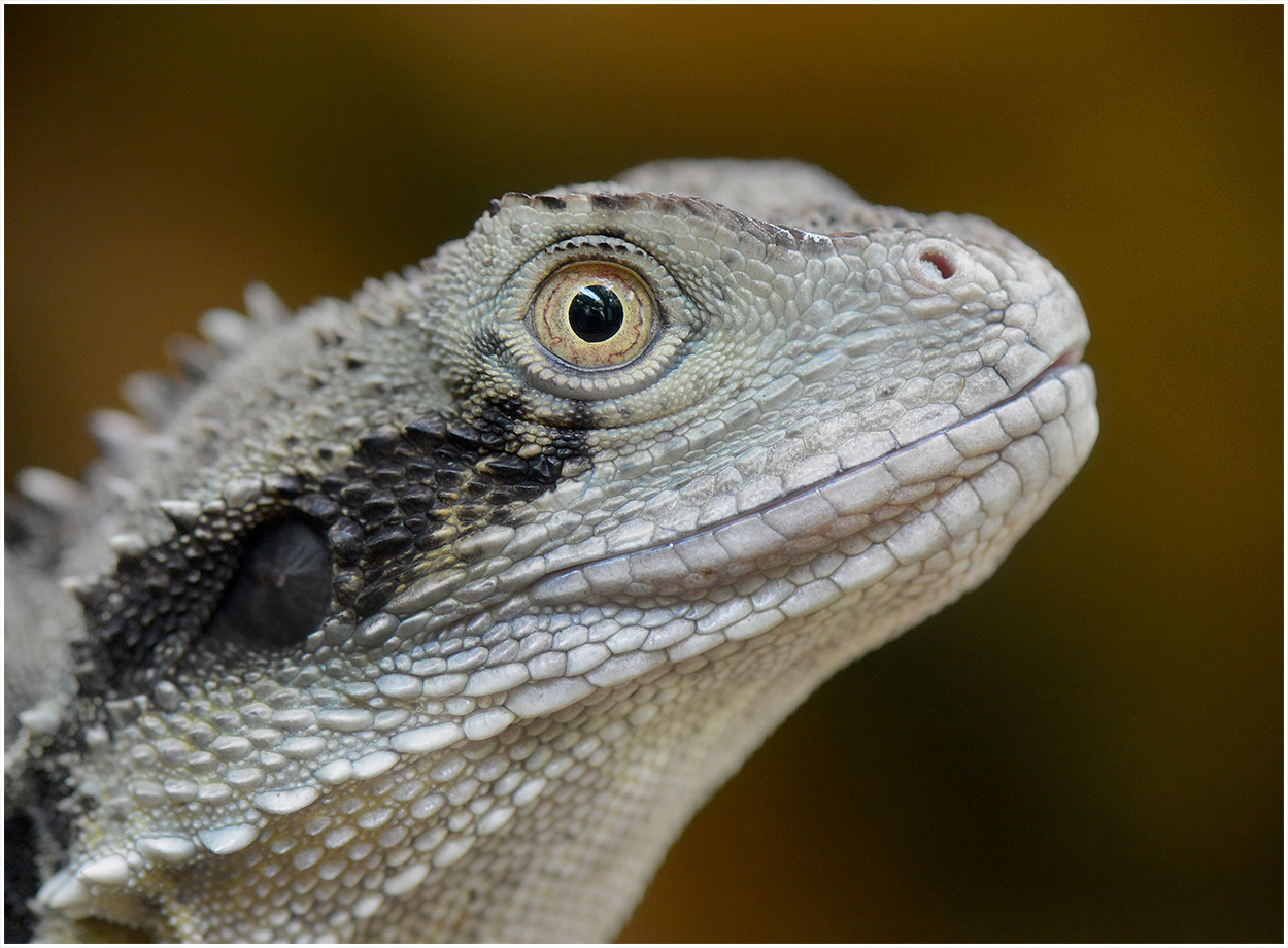 Australischer Tetrapode