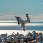 Australischer Tölpel (Morus serrator) bei der Landung