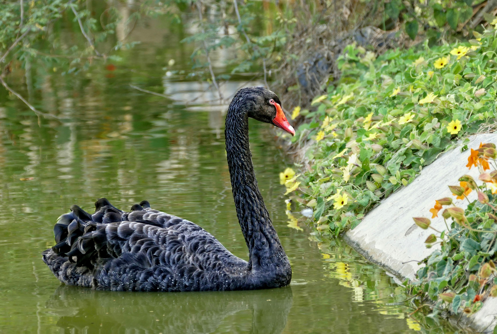 Australischer Trauerschwan