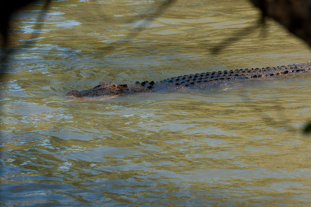 australischer Uferbegleiter