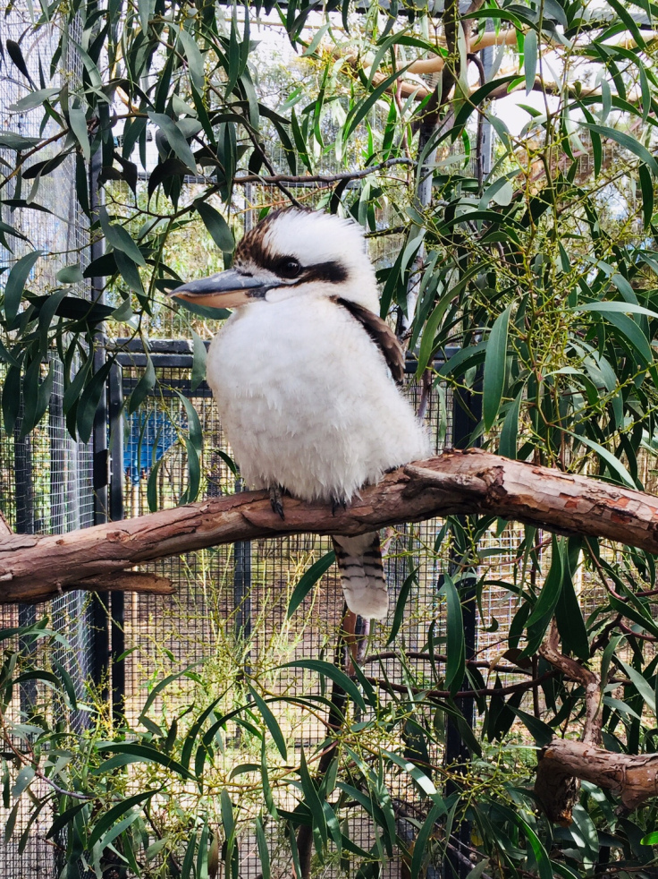 australischer Vogel 