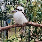 australischer Vogel 