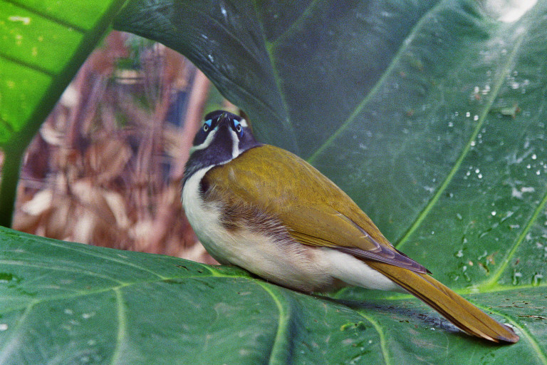 Australischer Vogel