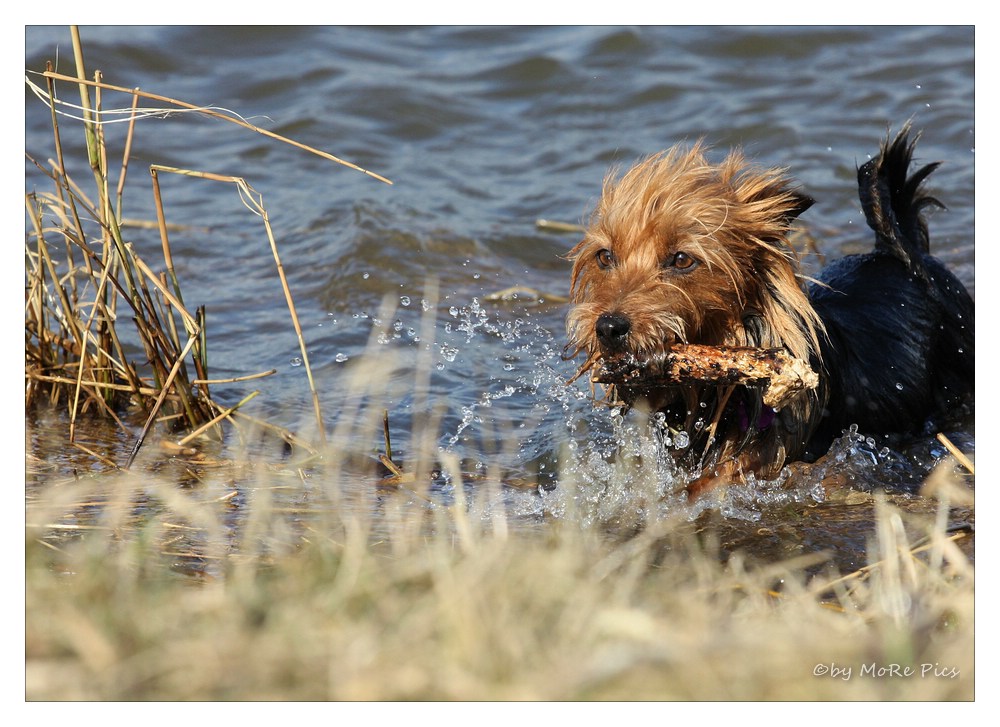 Australischer Wasserhund beim Apport ;-)