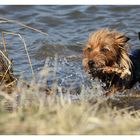 Australischer Wasserhund beim Apport ;-)