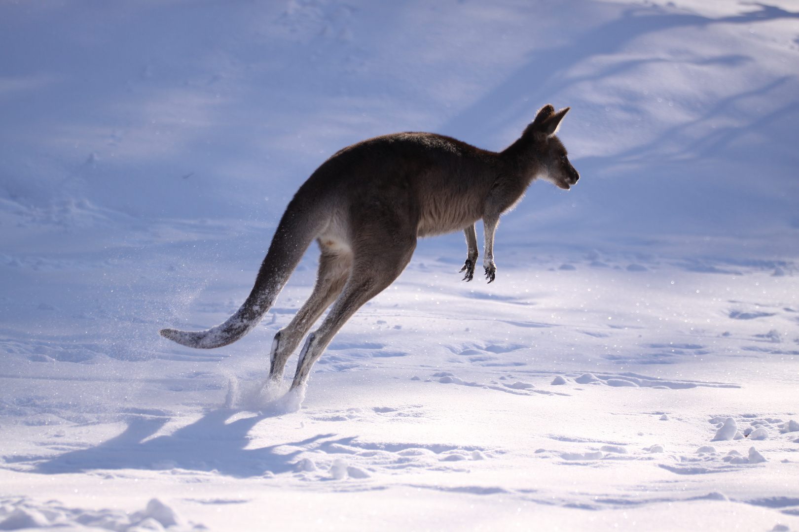 Australischer Winter im Nürnberger Tiergarten