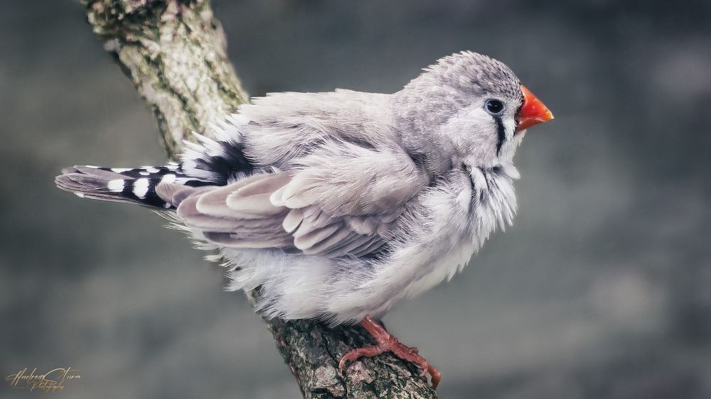 Australischer Zebrafink Foto &amp; Bild | tiere, zoo, wildpark &amp; falknerei ...