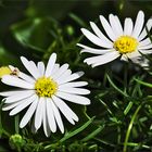 Australisches Gänseblümchen mit schwerer Mitte