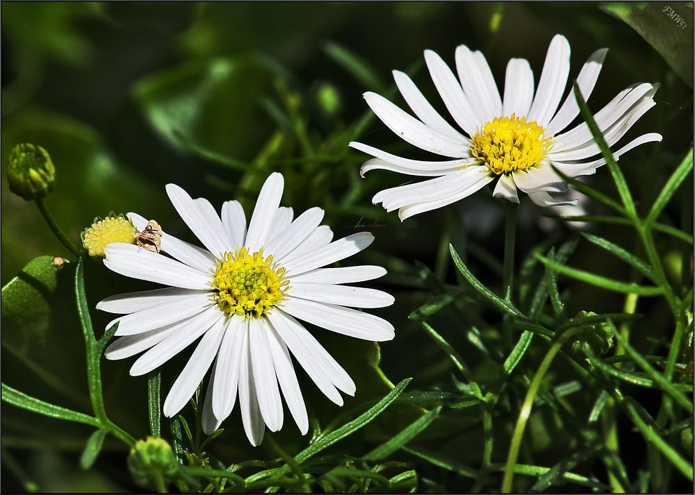 Australisches Gänseblümchen mit schwerer Mitte