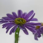 Australisches Gänseblümchen nach einem Regenschauer