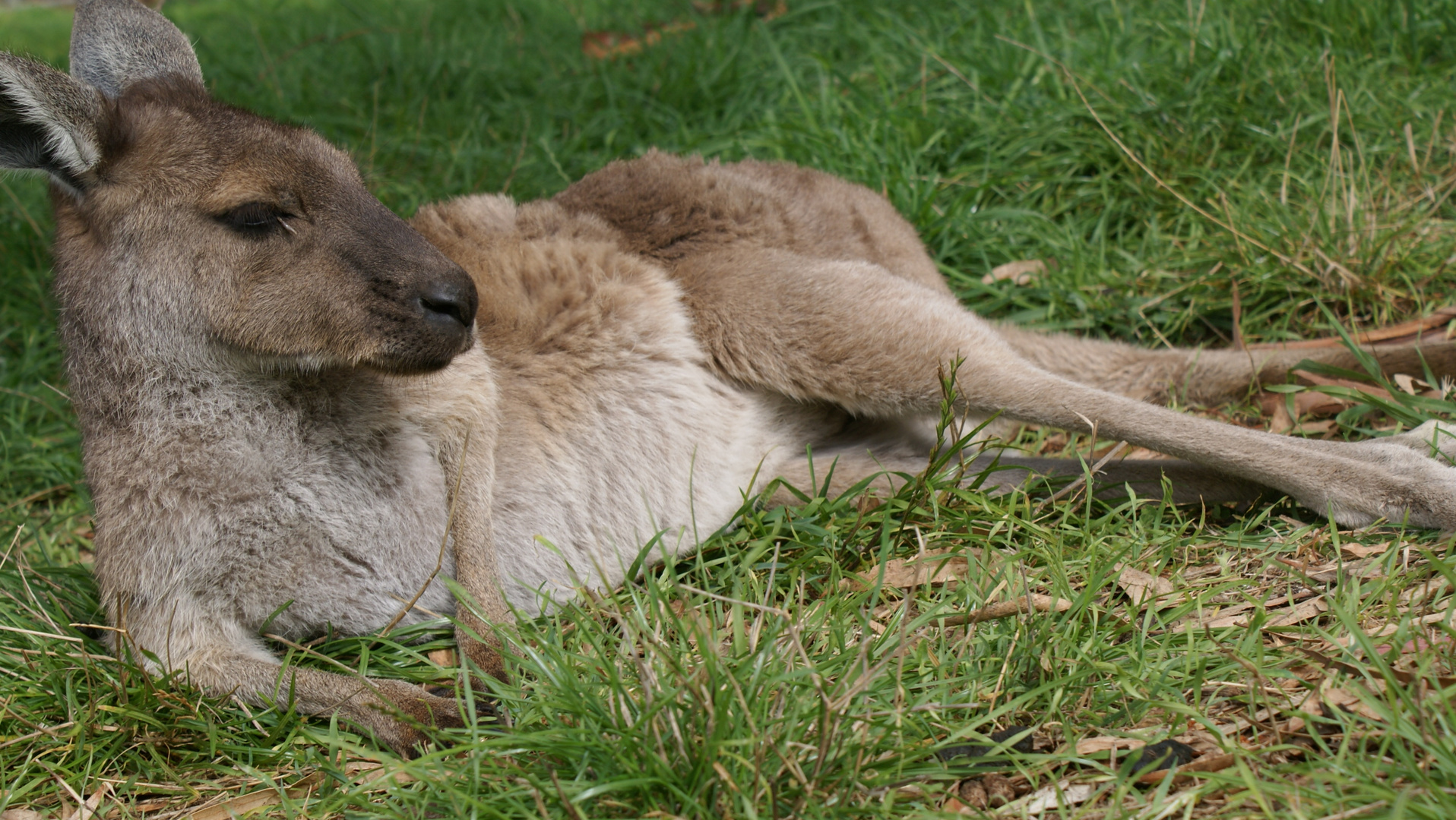 Australisches Känguru