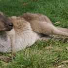 Australisches Känguru