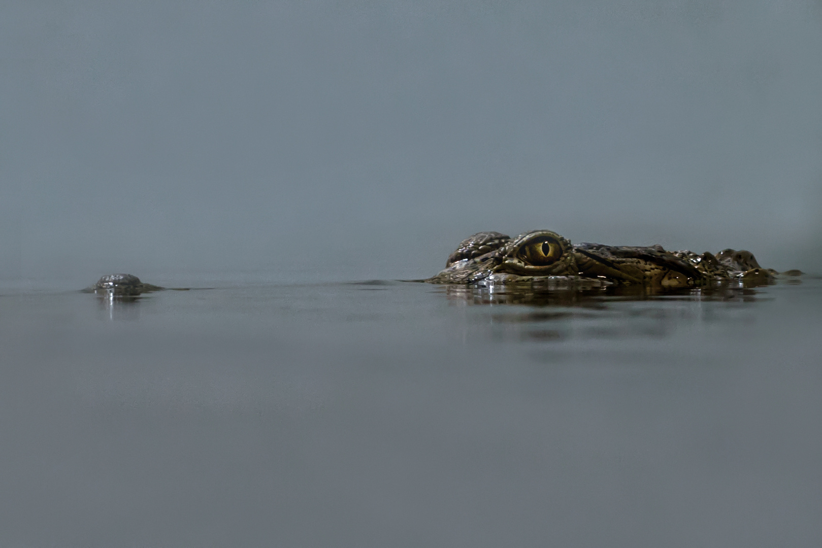 Australisches Süßwasserkrokodil