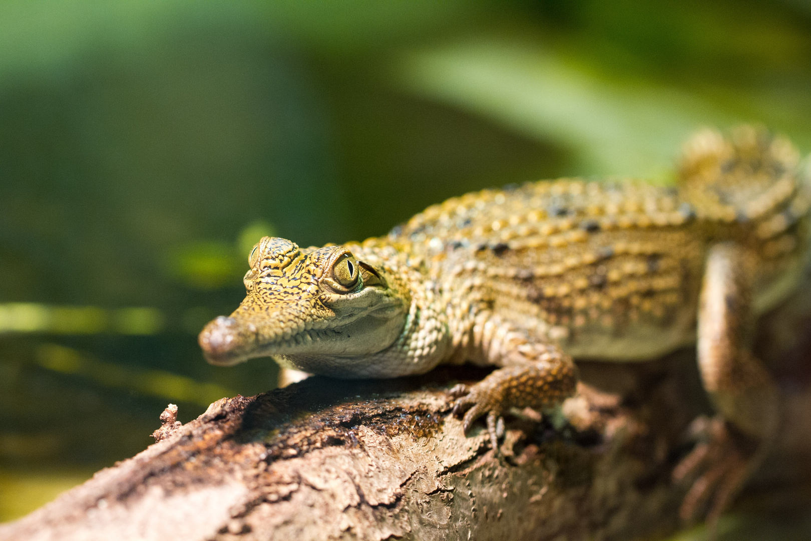 Australisches Süßwasserkrokodil