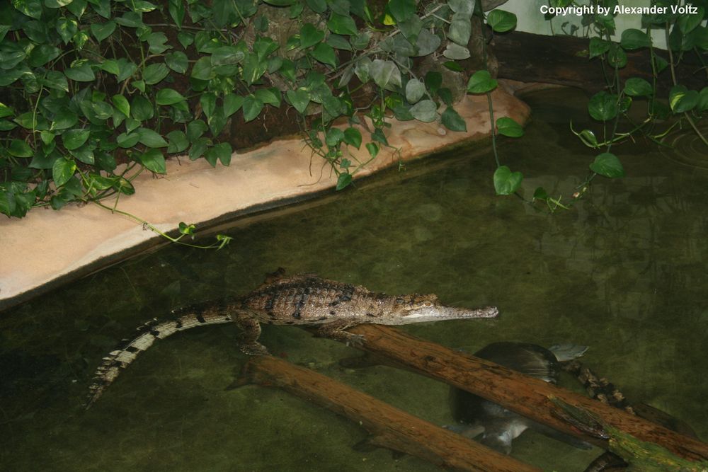 ~Australisches Süsswasserkrokodil~